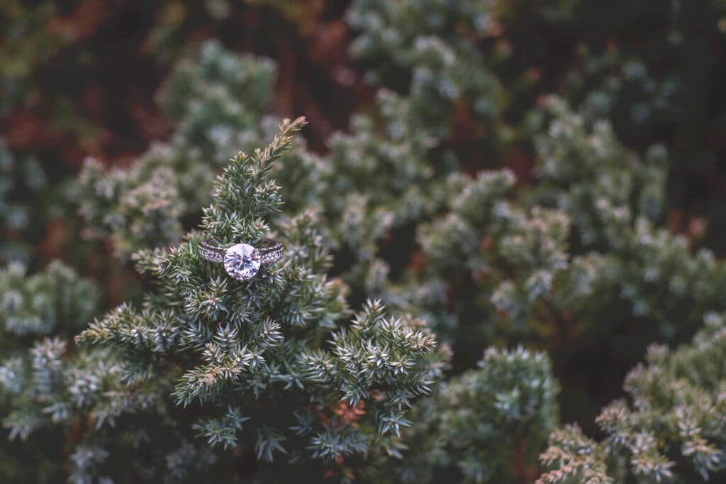 Engagement ring on plant